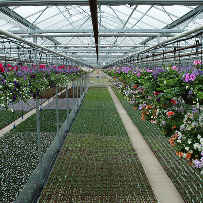 Заводы земледелия растя парник Venlo Multi пяди стеклянный с охлаждая пусковой площадкой