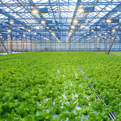Заводы земледелия растя парник Venlo Multi пяди стеклянный с охлаждая пусковой площадкой