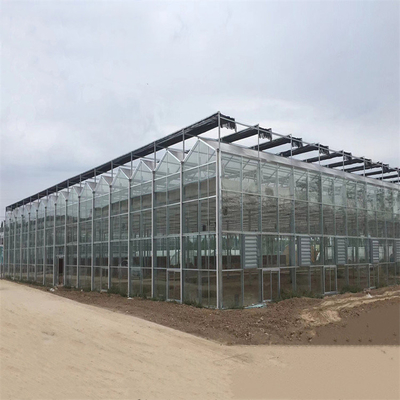 Парник Venlo Multi пяди земледелия автоматический стеклянный для расти овощей