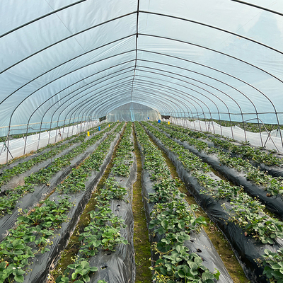 Парник анти- тоннеля ширины росы 6 пластиковый для расти овоща
