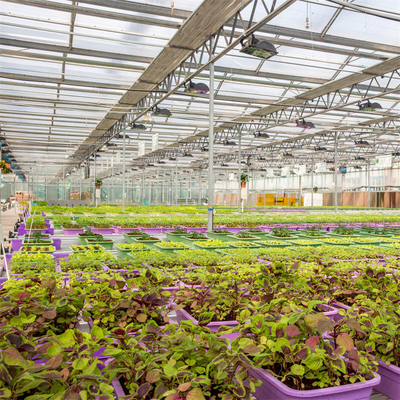 Парник Venlo Multi пяди земледелия стеклянный для засаживать томата