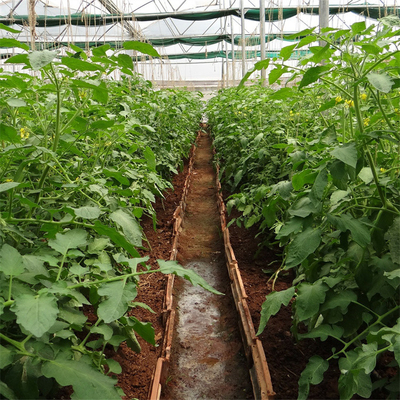 Фильм парника тоннеля выращивания растения томата пластиковый покрывая обработанное УЛЬТРАФИОЛЕТОВОЕ