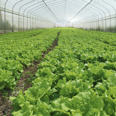 Hydroponic парник тоннеля полиэтиленовой пленки свода железного каркаса системы поли для томата