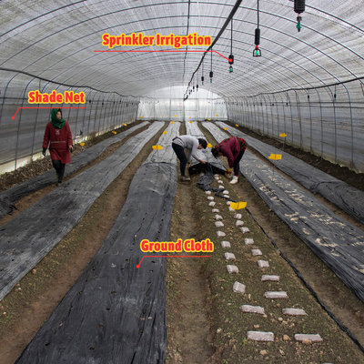 Serre Gewachshaus Sklenik Serra Invernadero Теплица для выращивания овощей