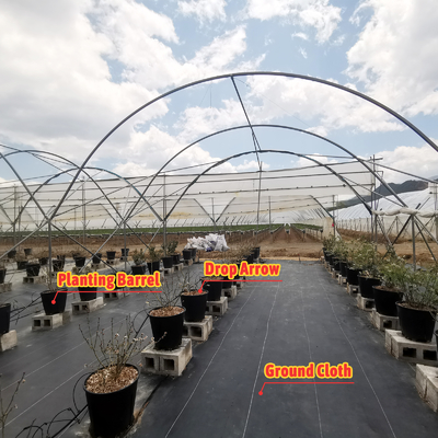 Теплица BAOLIDA Multi-Span для выращивания ягод, длина 10-70 м