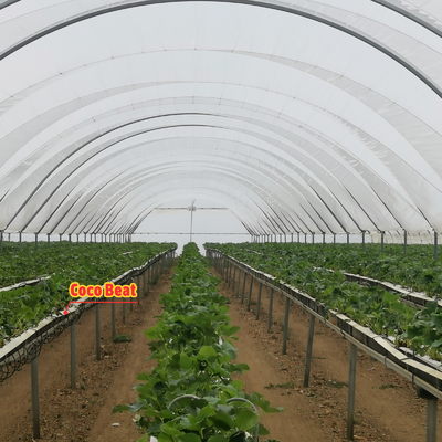 Теплица BAOLIDA Multi-Span для выращивания ягод, длина 10-70 м
