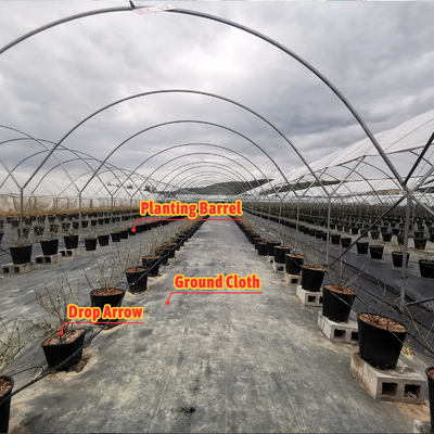 Теплица BAOLIDA Multi-Span для выращивания ягод, длина 10-70 м