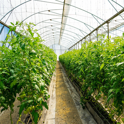 Пядь бортового парника тоннеля томата системы вентиляции аграрного пластикового одиночная