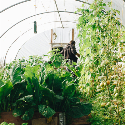 Пядь бортового парника тоннеля томата системы вентиляции аграрного пластикового одиночная